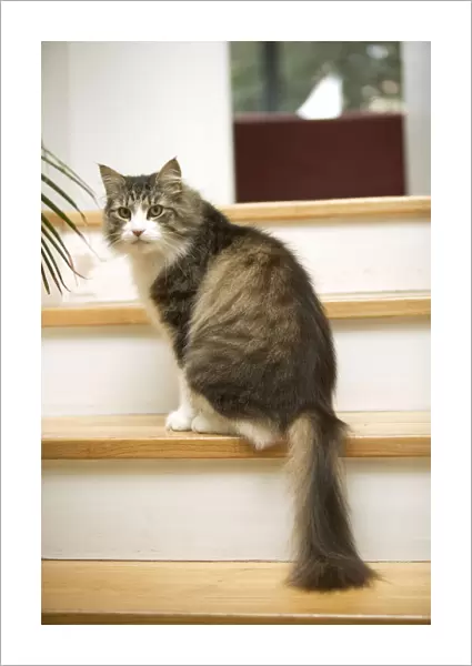 Norwegian Forest Cat - sitting on stairs