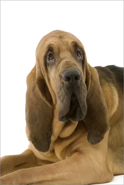 Dog - Bloodhound  /  St Hubert Hound - Sitting down