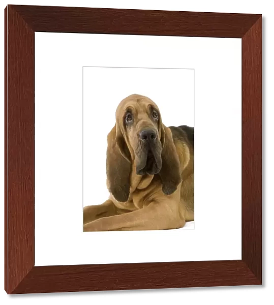 Dog - Bloodhound  /  St Hubert Hound - Sitting down