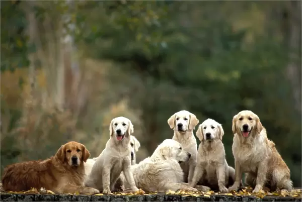 Golden Retriever Dogs Group sitting together