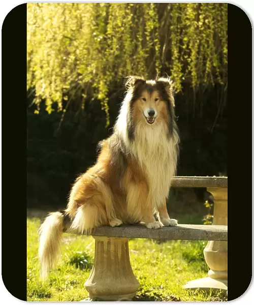 Rough Collie Dog Sitting on stone bench