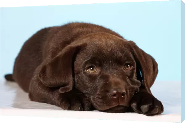 Chocolate Labrador Dog Puppy lying down