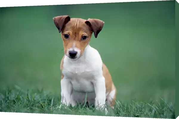 Jack Russell Terrier puppy sitting in garden