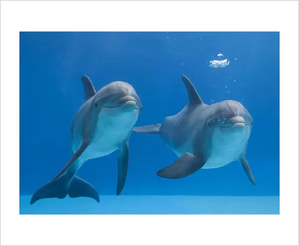 Bottlenose dolphins - blowing air bubbles underwater