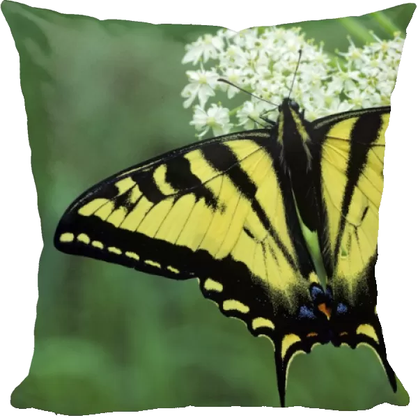 Western Tiger Swallowtail Butterfly on Queen Annes lace flower. Pacific Northwest, USA PX-197