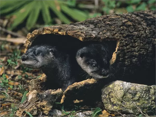 River Otter - young pups playing in hollow log florida, USA. MO277