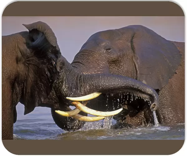 African Elephant Bulls. Engaging in dominance behavior--sparring. Lake Kariba, Matusadona National Park, Zimbabwe, Africa. 3ME991