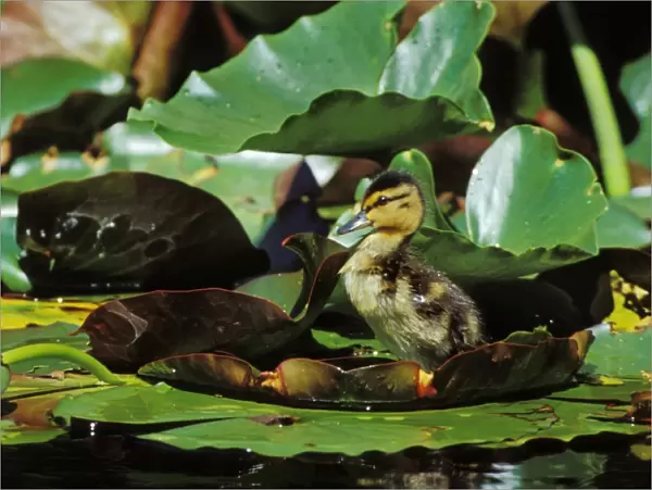 Mallard duck - duckling on lily pad bd671