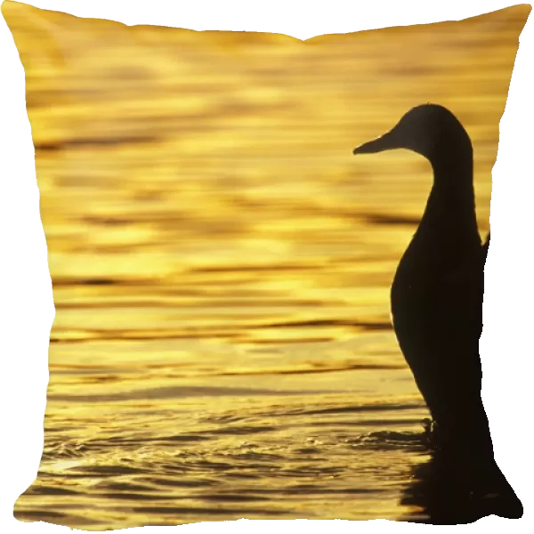 Mallard Duck - drying wings at sunset. Washington, British Columbia, Pacific Northwest. bd750