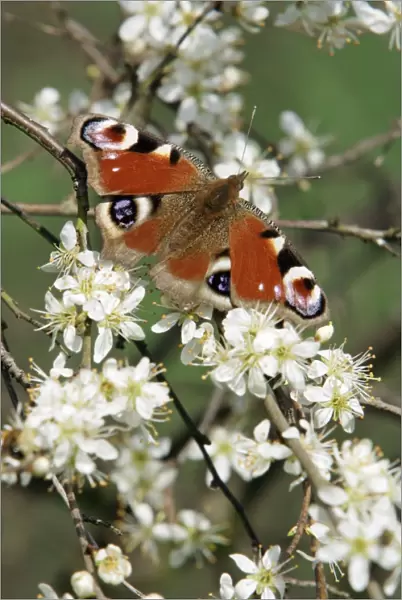 Peacock Butterfly - on blackthorn blossom (Prunus spinosa), Lower Saxony, Germany