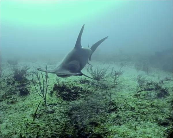 Great Hammerhead Shark Swimming 90 feet down, continental shelf Bahamas