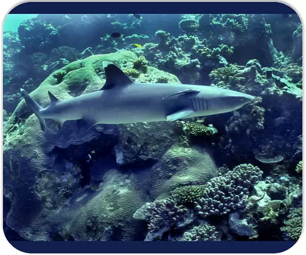 Whitetip Reef Shark - Species found in Indo Pacific tropical reefs, Shark reef, Fiji Islands
