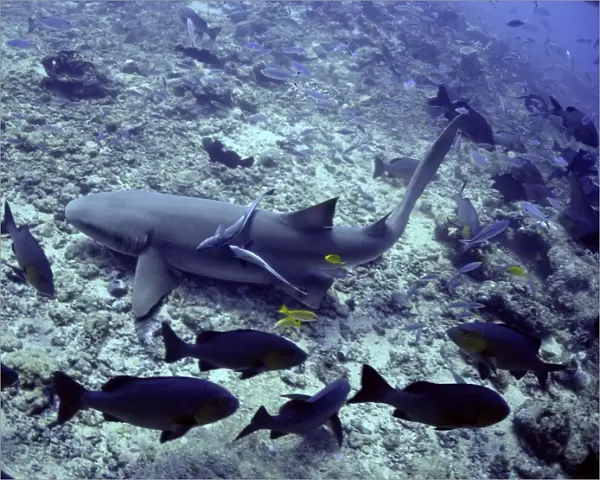 Tawney Nurse  /  Sleeper Shark - Ground feeding, harmless unless molested Shark Reef, Fiji Islands