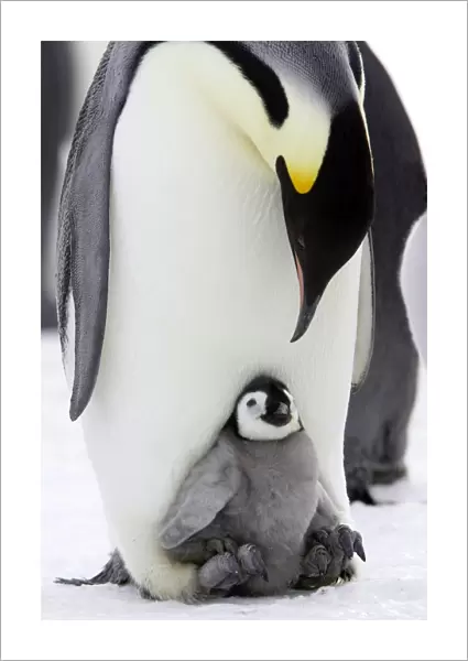Emperor Penguin - Adult with young. Snow hill island Antarctica
