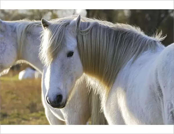 Camarge Horse. France
