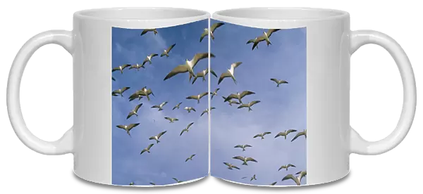Sooty Tern - flock in flight