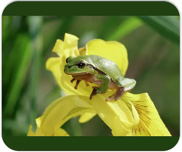 Tree Frog - on Iris. France
