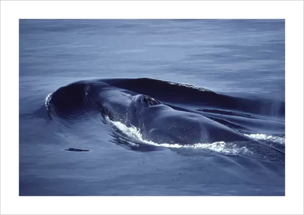 Fin whale Photographed in the Gulf of California (Sea of Cortez), Mexico