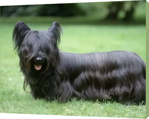 Skye Terrier Dog