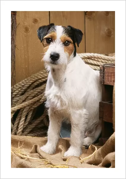 Jack Russel Terrier Dog In stable