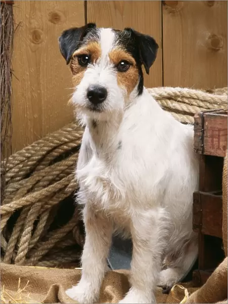 Jack Russel Terrier Dog In stable