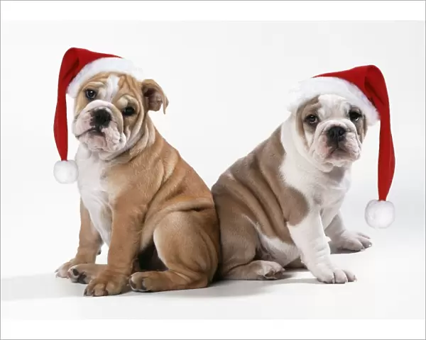 Bulldog - x2 puppies wearing Christmas hats