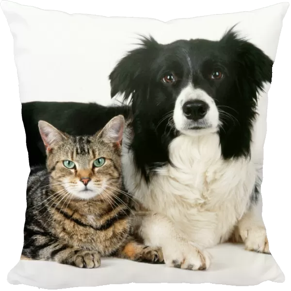 Cat - tabby with Border Collie Dog
