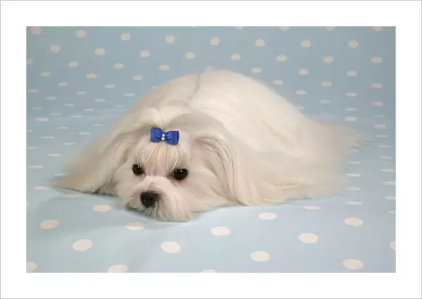 Dog - Maltese  /  Bichon Maltiase, sitting on blue and white spotted material, wearing hair ribbon Formerly called Maltese Terrier