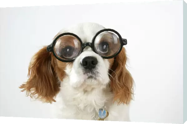 Dog - Cavalier King Charles Spaniel wearing joke magnifying glasses