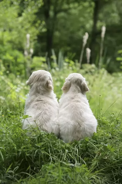 Golden Retriever puppies sitting on bank - 7 weeks
