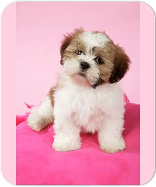 DOG - Shih Tzu, 10 week old puppy on a pink cushion