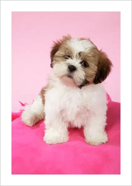 DOG - Shih Tzu, 10 week old puppy on a pink cushion