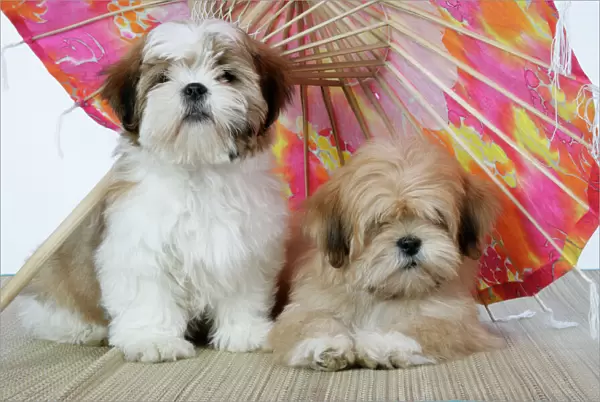 DOG - Lhasa Apso (right) & Shih Tzu puppies lying under a parasol