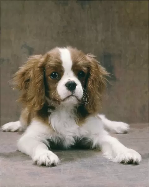 King Charles Cavalier Spaniel Dog