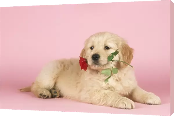 Golden Retriever Dog Puppy with rose