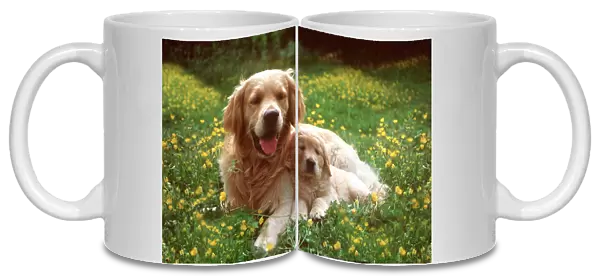 Golden Retriever Dog & Puppy