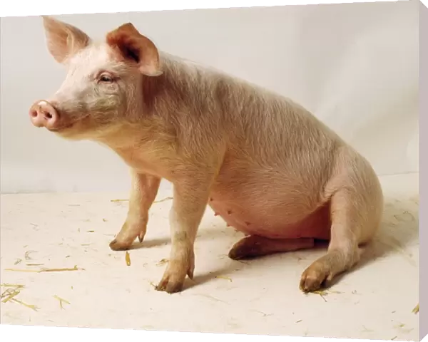 Pig - sitting