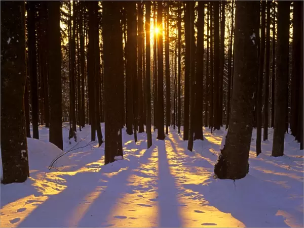Winter scenery coniferous forest in late evening light with sun beams throwing an orange glow on snow-covered ground Bavaria Forest National Park, Bavaria, Germany