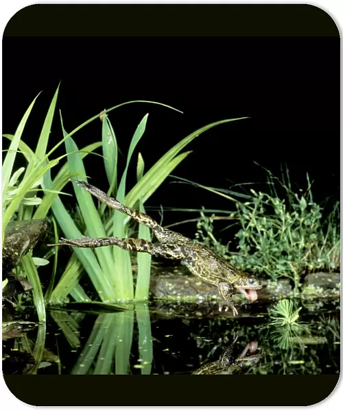 Common Frog BB 603 Jumping into water Rana temporaria © Brian Bevan  /  ardea. com