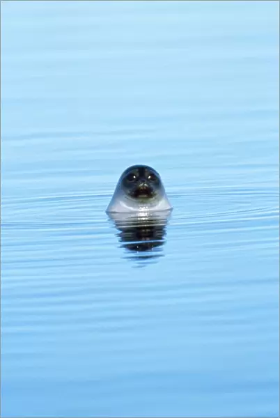 Ringed Seal - Canadian Arctic
