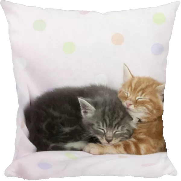 Cat - Ginger and Grey Tabby kittens sleeping