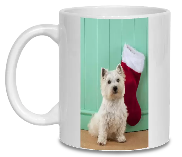 DOG - West highland white terrier sitting in front of christmas stocking