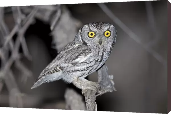 Western Screech Owl - Southeast Arizona - USA in March