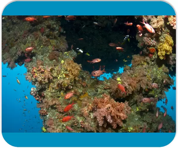 Blotcheye Soldierfish - at Soft Corals - Bulha Thila - South-Ari atoll - Maldives