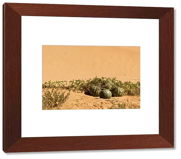 Tsamma Melon on Red Kalahari Sand - Kalahari Desert - Kgalagadi National Park - South Africa