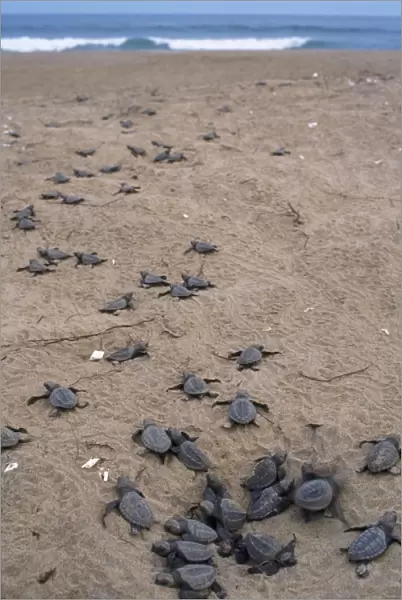 Olive Ridley  /  Golfina Turtle - hatchlings approach sea - after sundown the nests hatch and the turtles head for the Indian ocean in daylight - Orissa Coast - India 