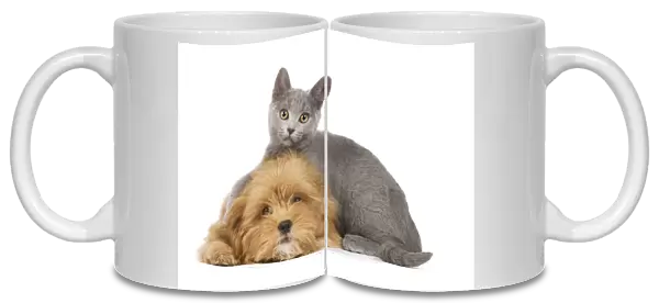 Dog & Cat - Lhassa Apso puppy with Chartreux Kitten in studio