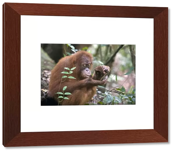 Sumatran Orangutan - Young female eating termite nest - North Sumatra - Indonesia - *Critically Endangered