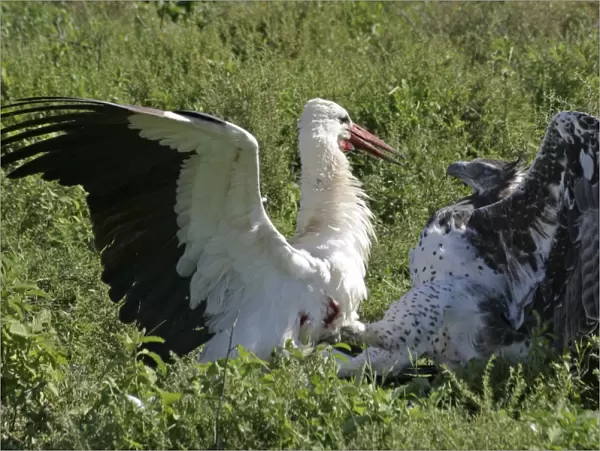 Martial Eagle - attacking White Stork - the fight lasted more than an hour but finally the Eagle was victorious - Ndutu area between Serengeti and Ngorongoro - Tanzania - Africa - Image series 1 of 4