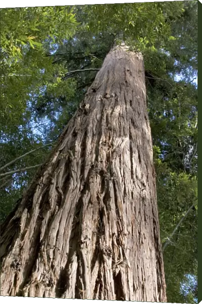 Sequoia Tree - looking up at trunk - 130 years old - Bambouseraie - d'Anduze Gard - France